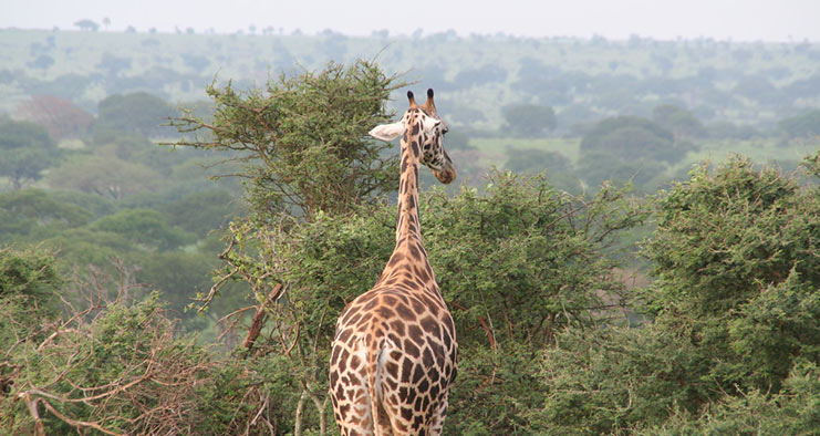 Classic Africa Safari in Uganda ~ NatureTrack Expeditions