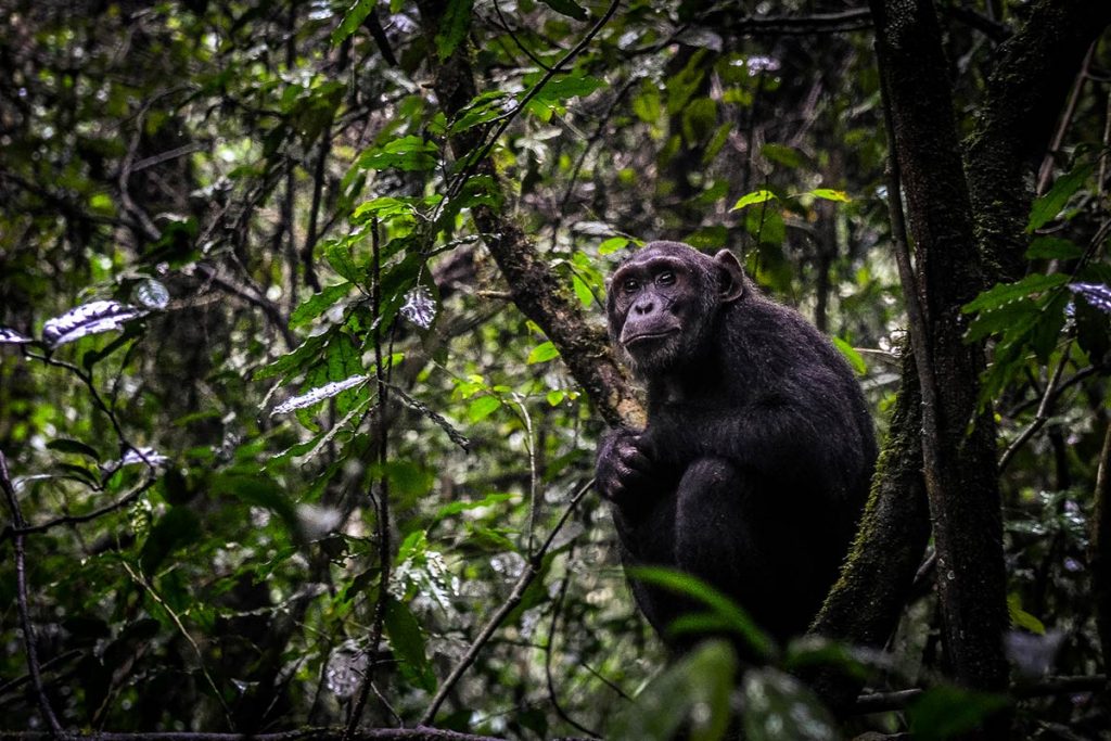 Chimpanzee Trekking Habituation ~ To Do ~ NatureTrack Expeditions