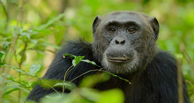 Uganda Primate and wildlife Adventure ~ NatureTrack Expeditions